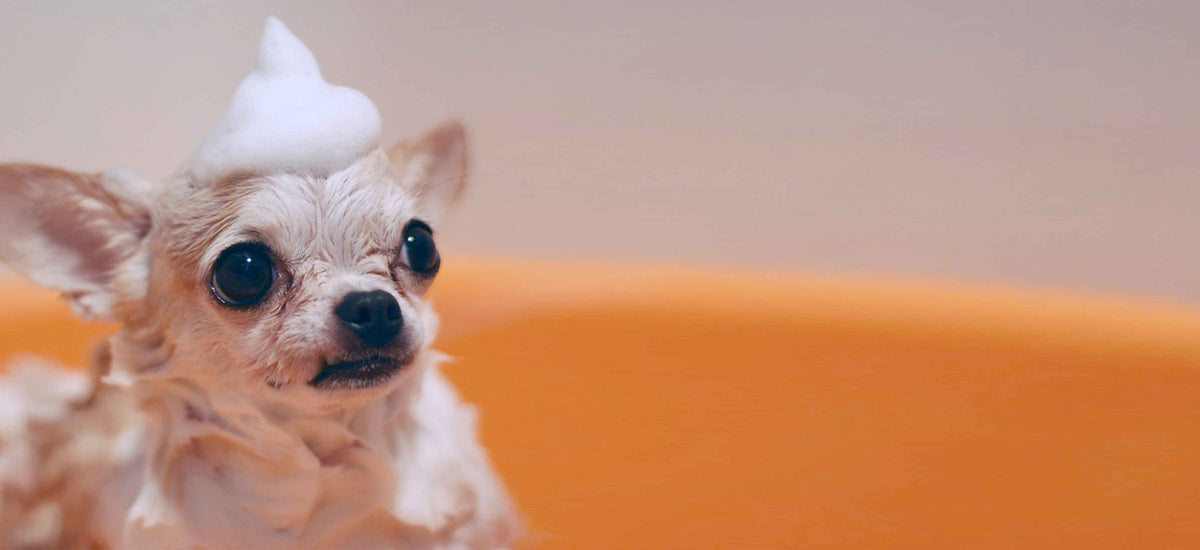 Grooming Dogs And The City Online