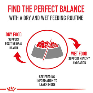Royal Canin Persian Adult 2kg - Dogs And The City Online