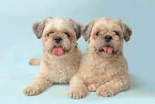 Load image into Gallery viewer, Mr. Giggles Shampoo &amp; Conditioner White Jasmine 1000 ml for Dogs and Cats