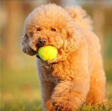 Load image into Gallery viewer, Pawise 14754 Pawise Squeaky Tennis Ball Dog Toy 6.3cm - All Goodies for Your Pet